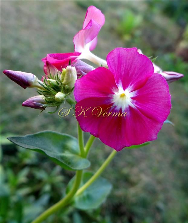  Flower
